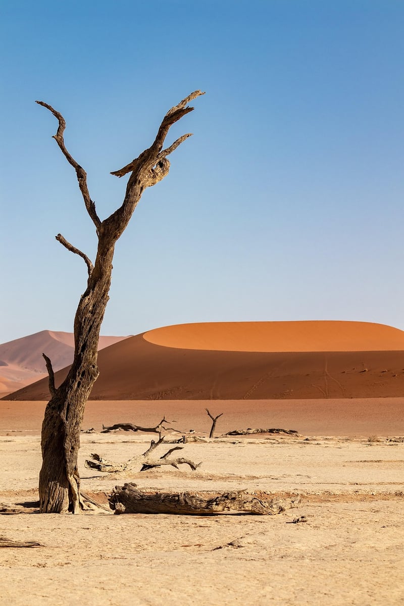 Desert Expedition